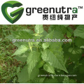 Agastache rugosus extract